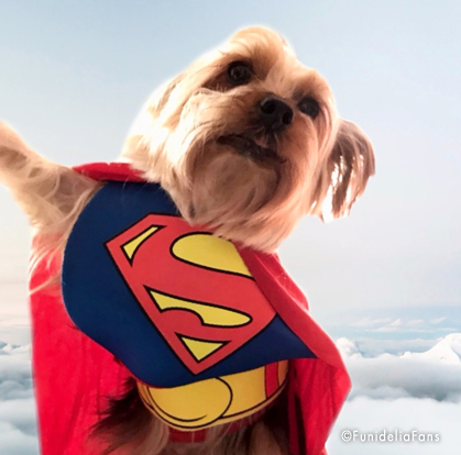 costumi supereroi cani