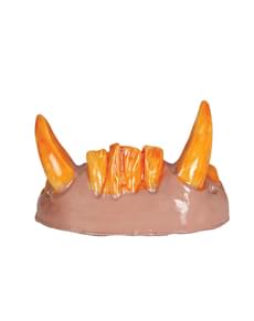 Dentier orque adulte